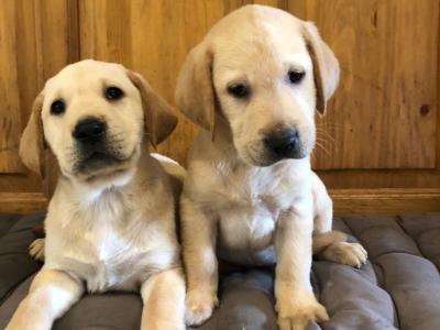 Labrador puppies in Cork