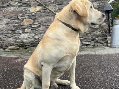 Labrador puppies in Cork