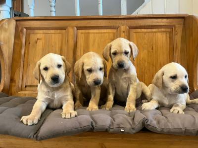Labrador puppies in Cork