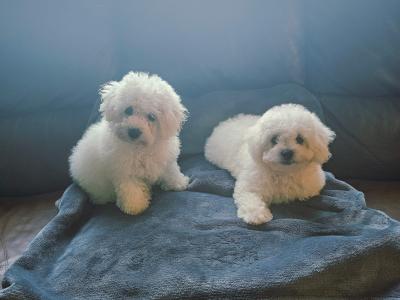 IKC Registered(pending) Bichon Frise puppies in Galway