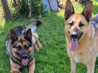 4 year old male & female German Shepherds in Co. Dublin(Serious enquiries only, please)