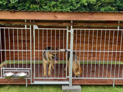 4 year old male & female German Shepherds in Co. Dublin(Serious enquiries only, please)