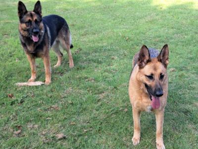 4 year old male & female German Shepherds in Co. Dublin(Serious enquiries only, please)