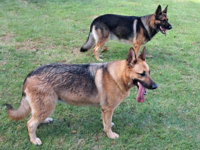 4 year old male & female German Shepherds in Co. Dublin(Serious enquiries only, please)