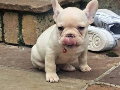 French Bulldog pup 1 left