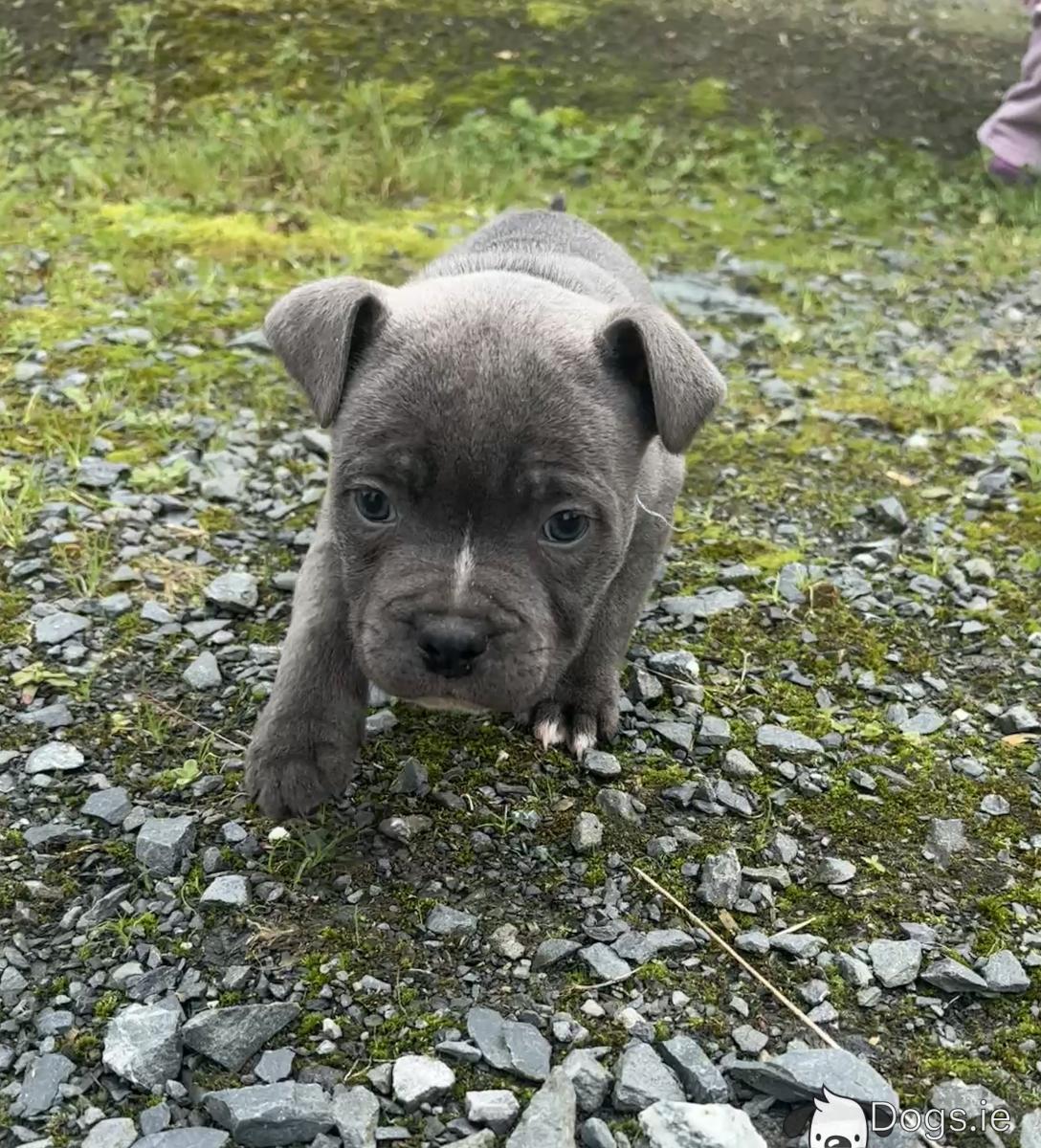 Blue Staffy Cross American Staffordshire Puppies For Adoption IKC