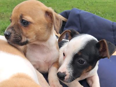 2 beautiful Jack Russell puppies in Tipperary