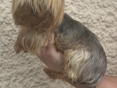 Absolutely miniature female Yorkshire Terrier puppy in Limerick