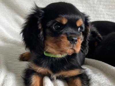 Beautiful purebred IKC Registered(pending) Cavalier King Charles puppies for sale in Galway