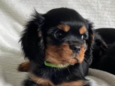Beautiful purebred IKC Registered(pending) Cavalier King Charles puppies for sale in Galway