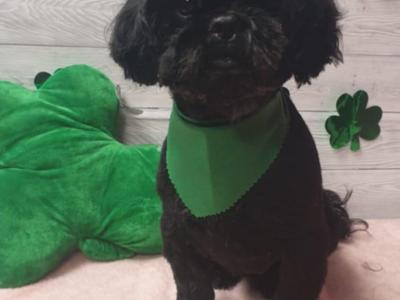 Shih Tzu puppies in Kerry