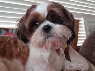 Shih Tzu puppies in Kerry