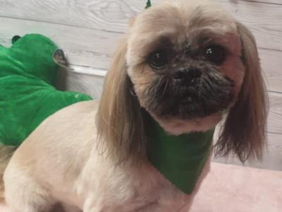 Shih Tzu puppies in Kerry