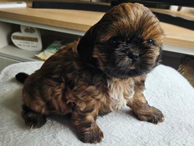 Shih Tzu puppies in Kerry