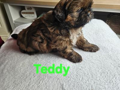 Shih Tzu puppies in Kerry
