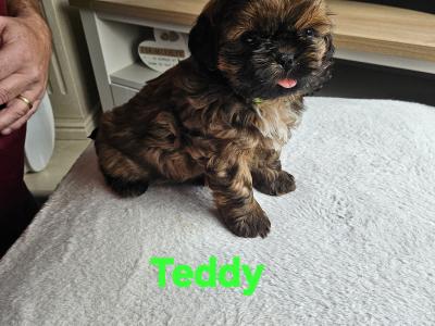 Shih Tzu puppies in Kerry