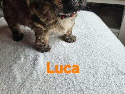 Shih Tzu puppies in Kerry