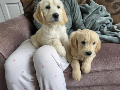 1 Boy/2girls Goldendoodle x Golden Retriever puppies in Donegal