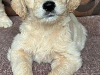1 Boy/2girls Goldendoodle x Golden Retriever puppies in Donegal