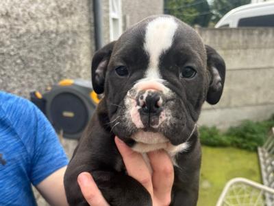 Old English Bulldog puppies in Carlow