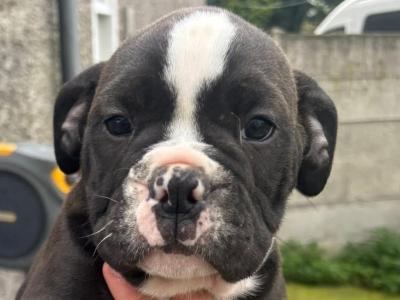 Old English Bulldog puppies in Carlow