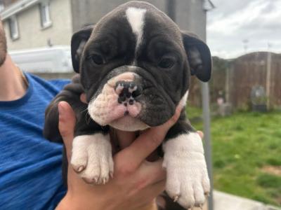 Old English Bulldog puppies in Carlow