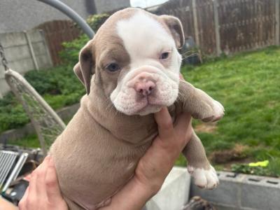 Old English Bulldog puppies in Carlow