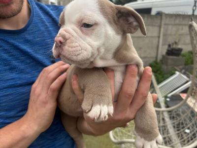 Old English Bulldog puppies in Carlow