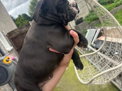 Old English Bulldog puppies in Carlow