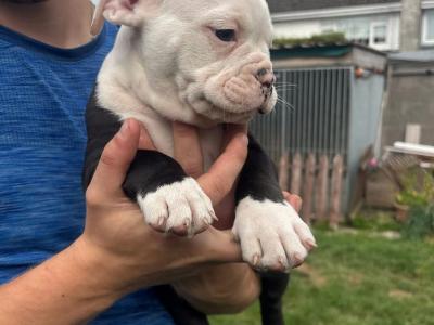 Old English Bulldog puppies in Carlow