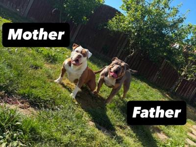 Old English Bulldog puppies in Carlow