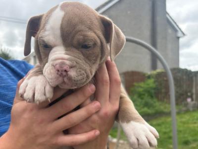 Old English Bulldog puppies in Carlow