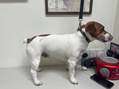 Friendly Jack Russel for stud in Dublin
