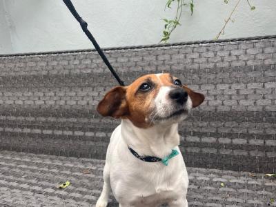 Friendly Jack Russel for stud in Dublin