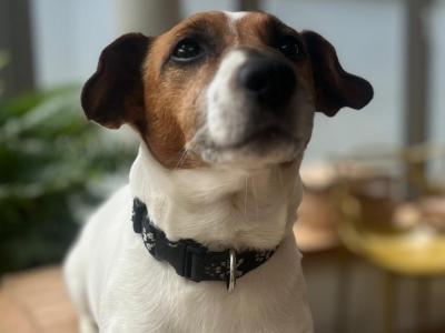 Friendly Jack Russel for stud in Dublin