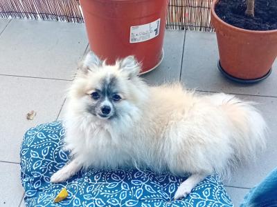 Pomchi for stud available in Dublin - Pick of the Litter (No Fee)