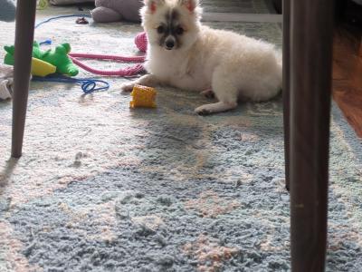 Pomchi for stud available in Dublin - Pick of the Litter (No Fee)