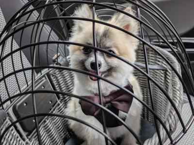 Pomchi for stud available in Dublin - Pick of the Litter (No Fee)