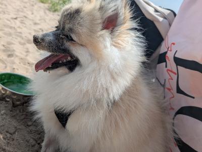Pomchi for stud available in Dublin - Pick of the Litter (No Fee)