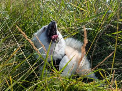 Pomchi for stud available in Dublin - Pick of the Litter (No Fee)