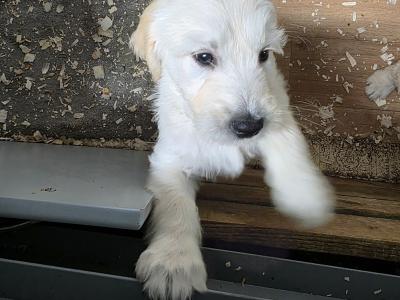 1 Boy/2girls Goldendoodle x Golden Retriever puppies in Donegal