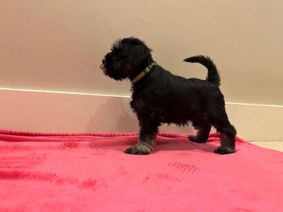 IKC Registered(pending) Miniature Schnauzer puppies in Galway