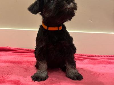 IKC Registered(pending) Miniature Schnauzer puppies in Galway