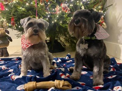 IKC Registered(pending) Miniature Schnauzer puppies in Galway