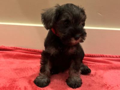IKC Registered(pending) Miniature Schnauzer puppies in Galway