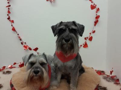 IKC Registered(pending) Miniature Schnauzer puppies in Galway