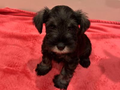 IKC Registered(pending) Miniature Schnauzer puppies in Galway