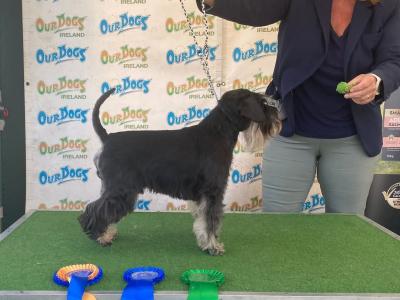IKC Registered(pending) Miniature Schnauzer puppies in Galway