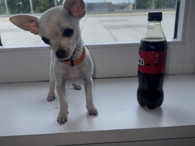 Only 1 left!! Purebred smooth coat female teacup Chihuahua 3 month old puppy in Malahide