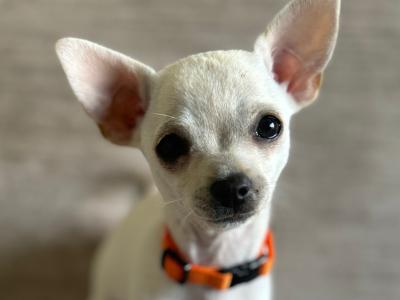 Only 2 females left!! Purebred Chihuahua puppies in Malahide
